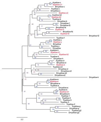 Clustered Regularly Interspaced Short Palindromic Repeats/CRISPR-Associated Protein 9 Mediated Knockout Reveals Functions of the yellow-y Gene in Spodoptera litura